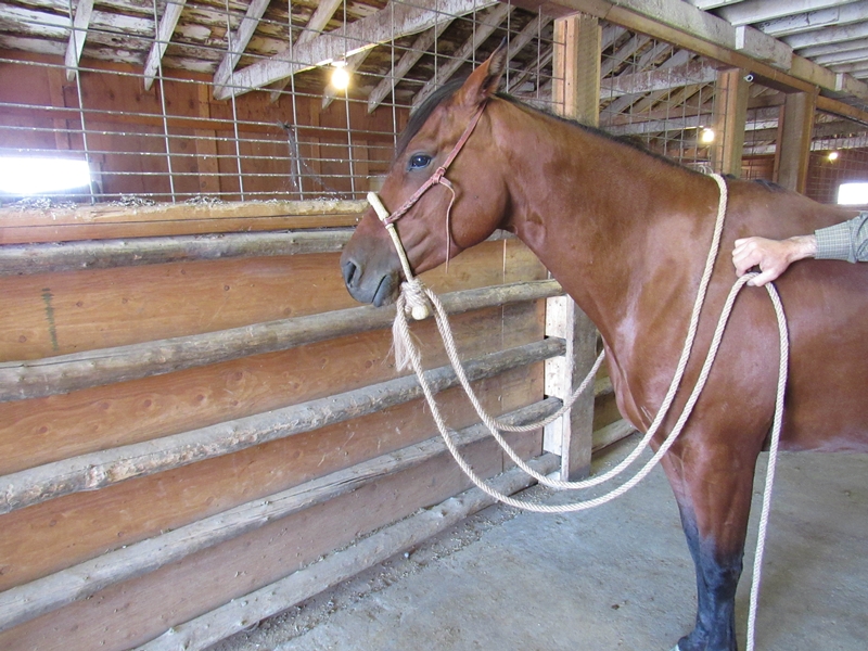 Western Horse Bosal Hackamore Bridle Headstall w/ Real Horse Hair Mecate  Reins